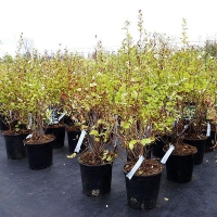 Снежноягодник белый White Hedge, Symphoricarpos doorenbosii White Hedge, Снежноягодник доренбоса Уайт Хетж
