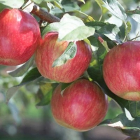 Яблоня Пепин Шафранный с7.5, Яблоня Пепин Шафранный, Malus Domestica Pepin Shafrannyi