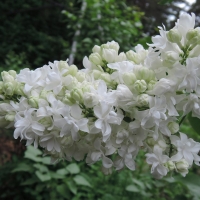 Сирень обыкновенная Souvenir d Alice Harding, Syringa vulgaris Souvenir d Alice Hardin, Сирень обыкновенная Сувенир Элис Хардинг