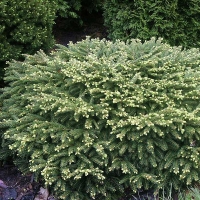 Ель обыкновенная Nidiformis, Picea abies Nidiformis, Ель обыкновенная Нидиформис