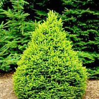 Ель обыкновенная Remontii, Picea abies Remontii, Ель обыкновенная Ремонти