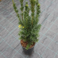 Тисс средний Hicksii 125/150, Тисс средний Hicksii, Тисс средний, Hicksii, купить тисс хикси, тисс хикси, Taxus media Hicksii