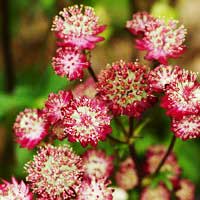 Астранция крупная Moulin Rouge, Astrantia major Moulin Rouge, Астранция крупная Мулен Руж