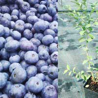 Голубика высокорослая Bluecrop, Vaccinium corymbosum Bluecrop, Голубика высокорослая Блюкроп