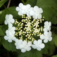 Калина обыкновенная, Viburnum opulus