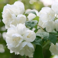 Чубушник крупноцветковый с5, P. grandiflorus, Чубушник крупноцветковый