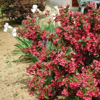 Вейгела Briston Ruby, Weigela hybrida Bristol Ruby, Вейгела гибридная Бристоль Руби
