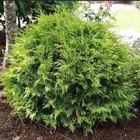 Туя западная Woodwardii, Thuja occidentalis Woodwardii, Туя западная Вудварди