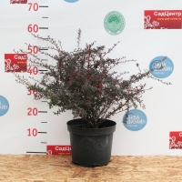 Барбарис Тунберга Red Dream, Berberis Thunbergii Red Dream, Барбарис Тунберга Ред Дрим