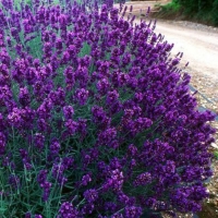 Лаванда узколистная Hidcote, Lavandula angustifolia Hidcote, Лаванда узколистная Хидкот
