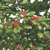 Рябина ария Magnifica, Sorbus aria Magnifica, Рябина ария Магнифика