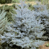 Ель колючая Edith, Picea pungens Edith, Ель колючая Эдит, Ель колючая Эдит купить, купить ель колючую эдит, эдит, ель эдит