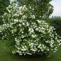 Калина обыкновенная Roseum, Viburnum opulus Roseum, Калина обыкновенная Розеум