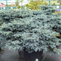 Ель колючая Glauca Globosa, Ель колючая Glauca Globosa, Ель Glauca Globosa, Ель колючая, ель глаука глобоза купить, ель глаука глобоза, ель колючая глобоза