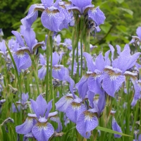 Ирис сибирский Blue King, Iris sibirica Blue King, Ирис сибирский Блю Кинг