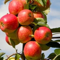 Яблоня колоновидная Луч с7.5, Malus, Яблоня колоновидная Луч
