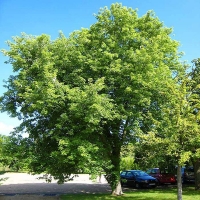 Клен серебристый, Acer saccarinum, Клен серебристый 16/18