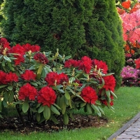 Рододендрон Francesca, Rhododendron hybrid Francesca, Рододендрон гибридный Франческа