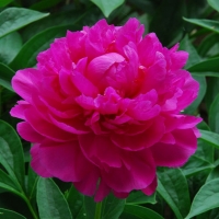 Пион Top Splendid, Пион молочноцветковый Топ Сплендид, Paeonia lactiflora Top Splendid