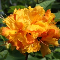 Азалия Sunte Nectarine, Rhododendron Sunte Nectarine, Рододендрон Санте Нектарин