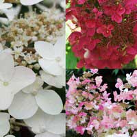 Гортензия Wims Red, Hydrangea paniculata Wims Red, Гортензия метельчатая Вимс Ред