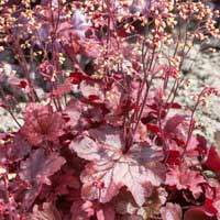 Гейхера гибридная Root Beer, Heuchera hybride Root Beer, Гейхера гибридная Рут Бир