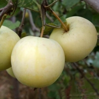 Яблоня дочь Папировки с7.5, Яблоня дочь Папировки, Malus
