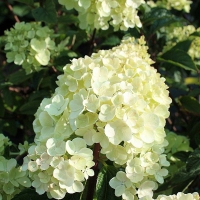 Гортензия Vanille Fraise, Hydrangea paniculata Vanille Fraise, Гортензия метельчатая Ванилла Фрейз