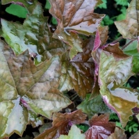 Гейхера гибридная Schusta Daisy, Heuchera hybride Schusta Daisy, Гейхера Шуста Дейзи