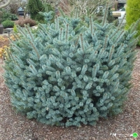 Ель Silberzwerg, Ель ситхинская Зильберцверг, Picea sitchensis Silberzwerg