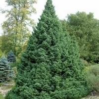 Ель сербская нана, Picea omorika Nana, купить ель сербскую, ель сербская Nana, ель Нана, ель Nana