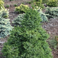 Ель сербская, Ель сербская Extra 150/175, Picea Omorica
