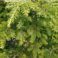 Тсуга канадская, Tsuga canadensis