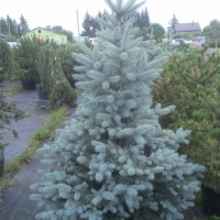 Ель колючая Blue Diamond, Picea pungens Blue Diamond, Ель колючая Блю Даймонд