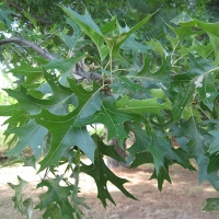 Дуб болотный, Quercus palustris Muench