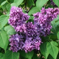 Сирень обыкновенная Marechal Foch, Syringa vulgaris Marechal Foch, Сирень обыкновенная Маршал Фош