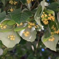Липа войлочная Brabant, Tilia tomentosa Brabant, Липа войлочная Брабант