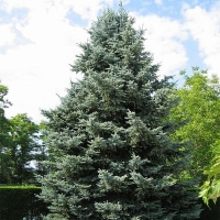 Ель колючая Blue Diamond 200/250 WRB, Ель колючая Blue Diamond, Blue Diamond, купить Blue Diamond, Блю Даймонд, купить ель блю даймонд, Picea pungens Blue Diamond