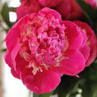 Пион молочноцветковый Daydream, Paeonia lactiflora Daydream, Пион молочноцветковый Дэйдрим