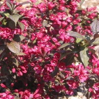 Вейгела цветущая Minor Black, Weigela florida Minor Black, Вейгела цветущая Минор Блэк