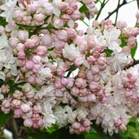 Сирень Красавица Москвы, Syringa vulgaris Beauty of Moscow,  Сирень обыкновенная Красавица Москвы