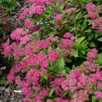 Спирея японская Froebelii, Spiraea japonica Froebelii, Спирея японская Фробелли