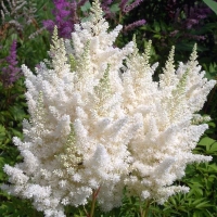 Астильба Arendsii Weisse Gloria, Astilbe arendsii Weisse Gloria, Астильба Арендса Вэйс Глория