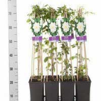 Клематис Jackmanii Alba, Clematis Jackmanii Alba, Клематис Жакмана Альба