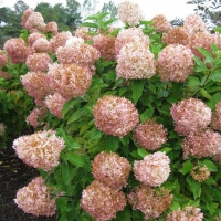 Гортензия Phantom, Hydrangea Phantom, Гортензия Фантом