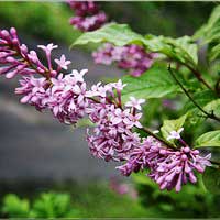Сирень венгерская, Syringa josikaea