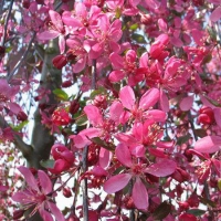 Яблоня Royal Beauty, Malus Royal Beauty, Яблоня декоративная Роял Бьюти