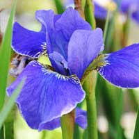 Ирис сибирский Silver Edge, Iris sibirica Silver Edge, Ирис сибирский Сильвер Эдж