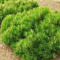 Сосна горная Pumilio 80/100, Pinus mugo Pumilio, Сосна горная Пумилио