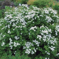 Спирея ниппонская June Bride с12, Spiraea nipponica June Bride, Спирея ниппонская Джун Брайд